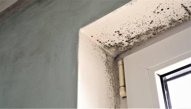 Best Mold Removal for HVAC Installations  in Pahoa, HI