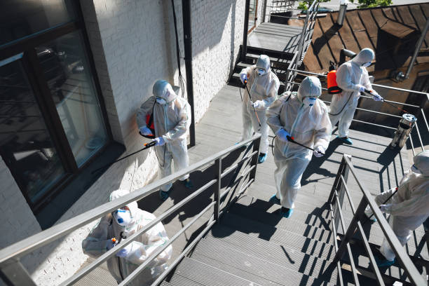 Best Emergency Mold Remediation  in Pahoa, HI