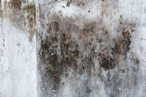 Best Mold-Related Health Consultation  in Pahoa, HI