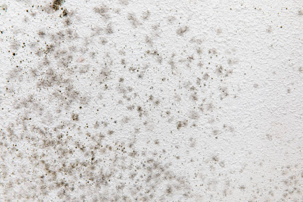 Best Residential Mold Inspection & Testing  in Pahoa, HI