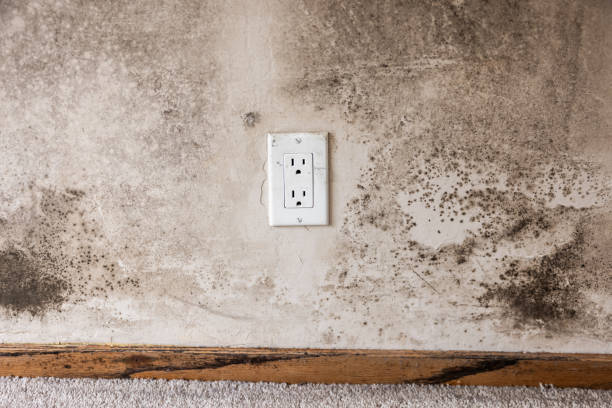 Mold Remediation for Rental Properties in Pahoa, HI