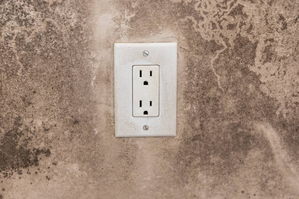 Best Black Mold Removal  in Pahoa, HI